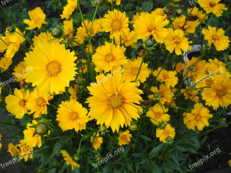 Flowers Yellow Daisies Macro Summer Flowers Yellow