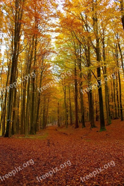 Autumn Forest King Chair Rügen Leaves