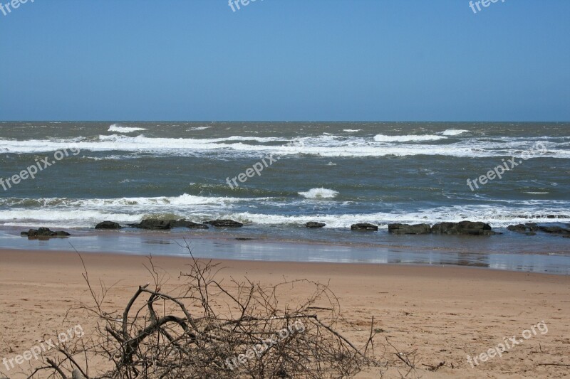 Dead Branches On Beach Sea Ocean Waves Water