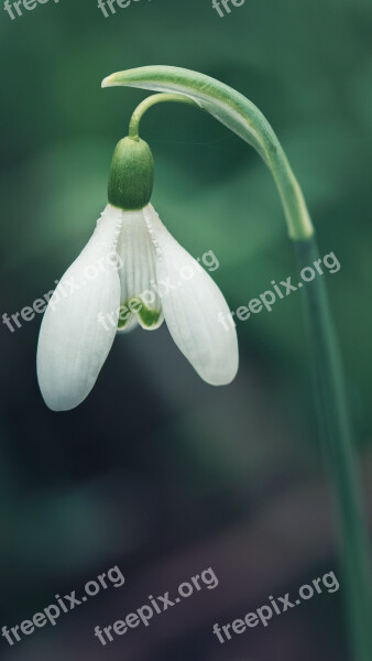 Perce-neige Flower Plant Spring Free Photos