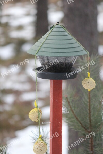 Feeding The Birds Great Tit Winter Rantasalmi Finnish