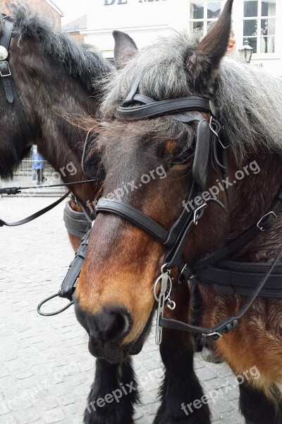 Horse Bergen Op Zoom Netherlands Animals Animal