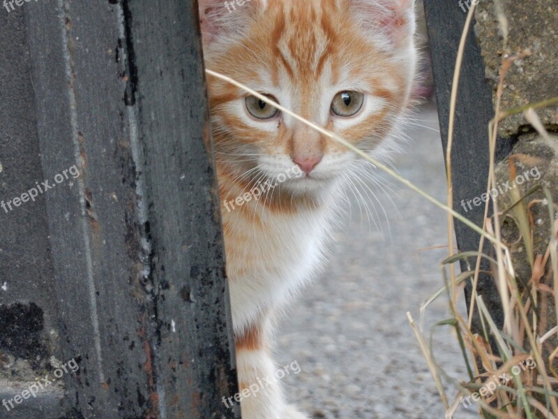 Cat Puppy Pets Kitten Animal