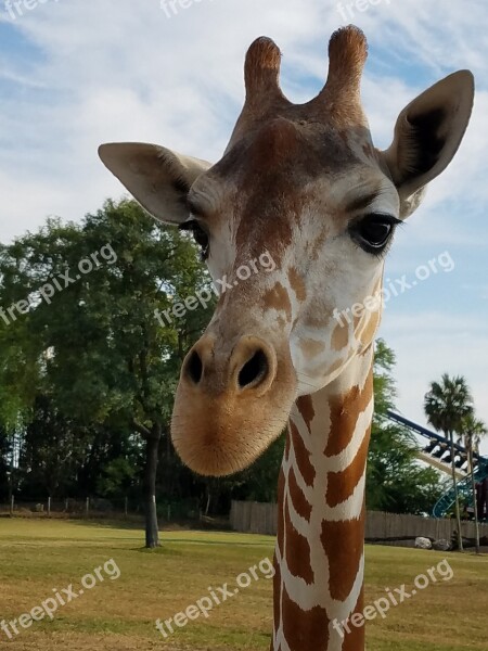 Giraffe Horns Animal Wildlife Mammal