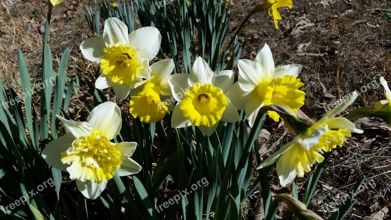 Daffodils Flowers Spring Yellow Free Photos