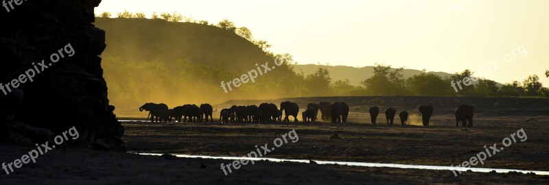 Elephant Africa Travel Safari Nature