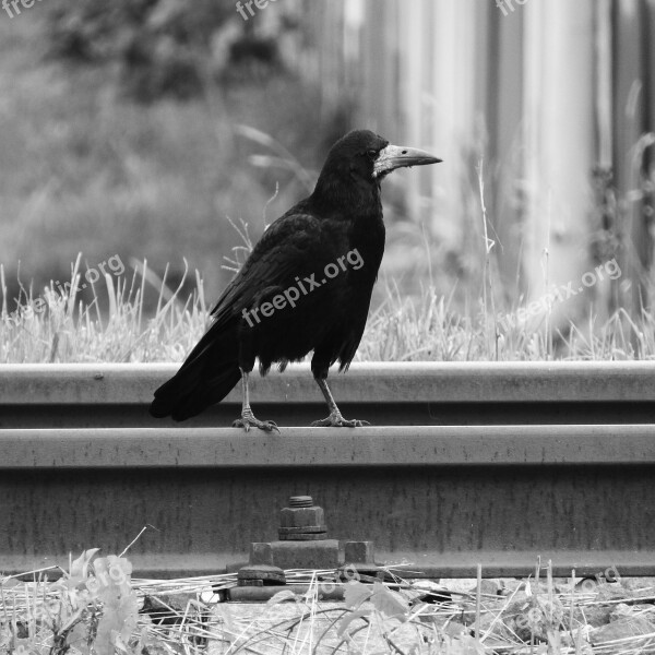 Raven Track Bird On Rails Black Bird Free Photos