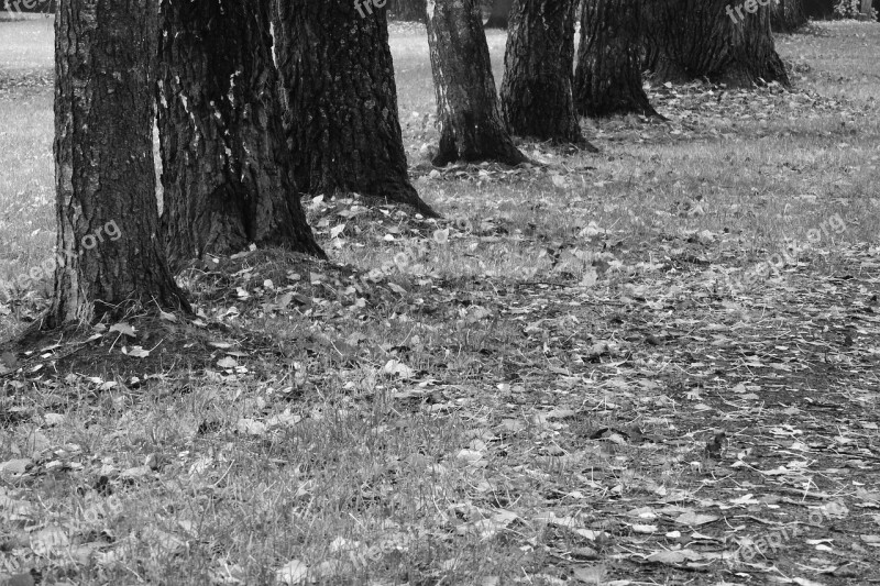 Tree Trunks Alley Path In Park Autumn