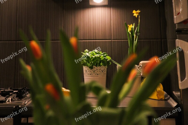 Apartment Flowers Tulips Room House