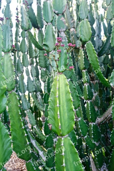 Cactus Succulent Spiny Organic Botany