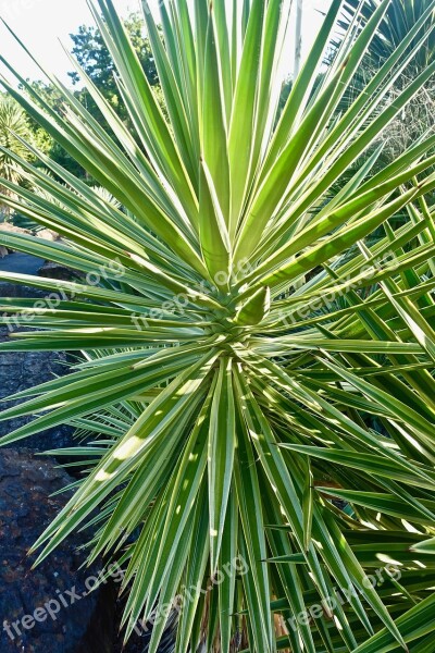 Cactus Succulent Spiny Organic Botany