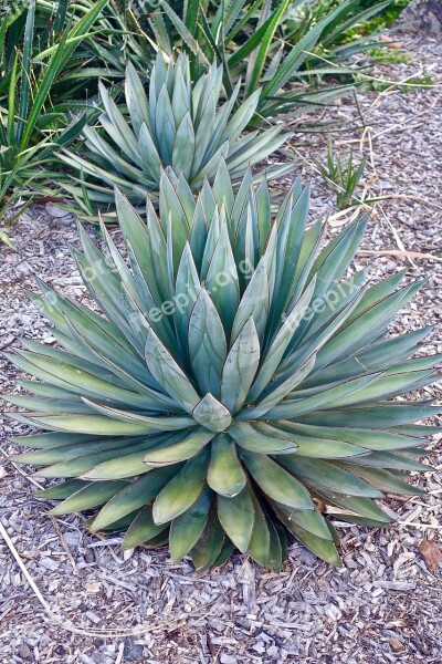 Cactus Succulent Spiny Organic Botany