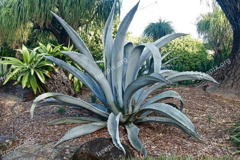 Cactus Broadleaf Grey Spiny Organic