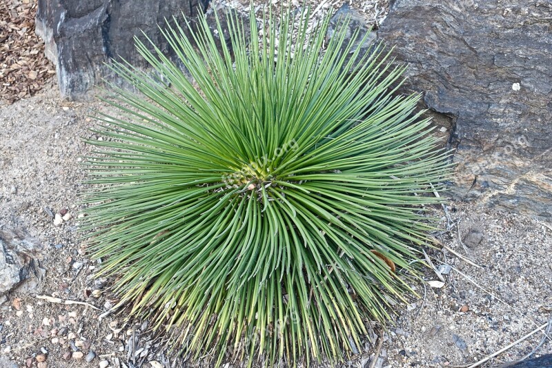 Cactus Succulent Spiny Organic Botany