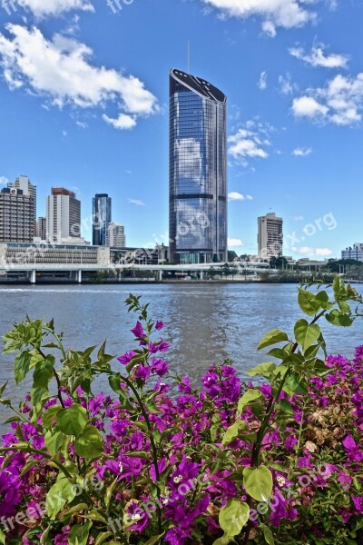 Skyscraper Plant Purple Brisbane River