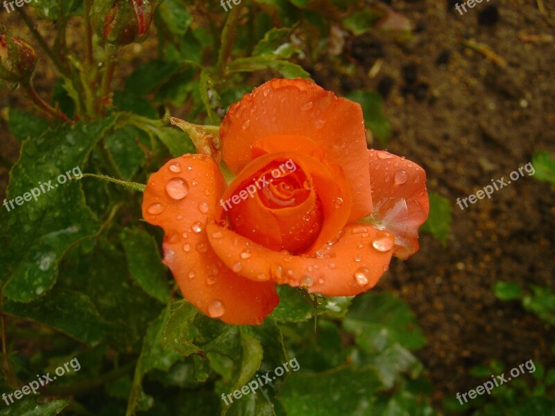 Flowers Roses Orange Roses Rain Droplets Ornamental Plants