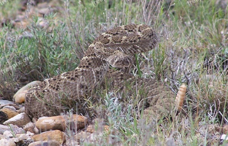 Rattlesnake Viper Poisonous Reptile Wildlife