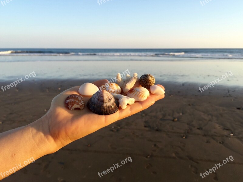 Hand Seashells Ocean Sea Water