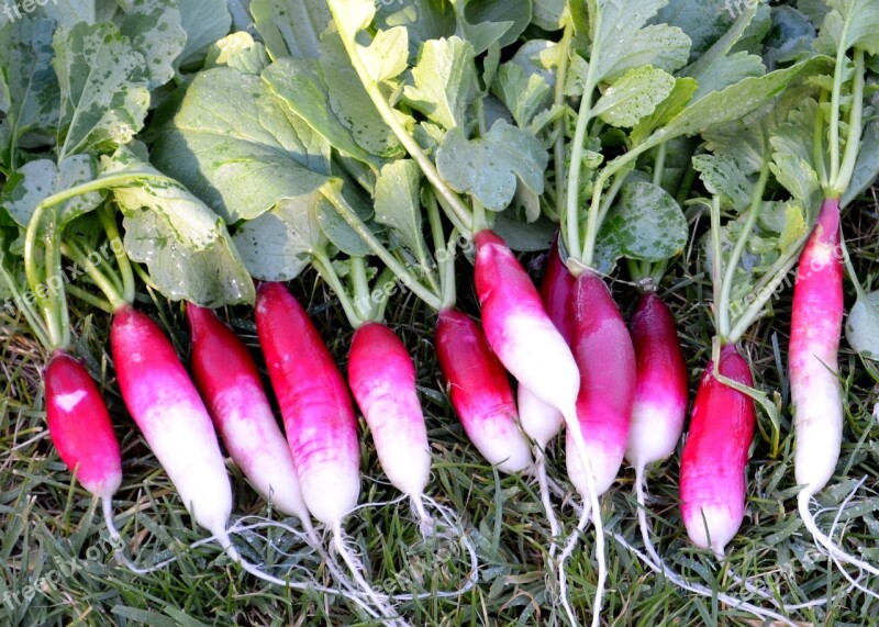 Radish Garden Fresh Natural Healthy