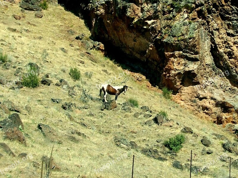 Landscape Nature Horse Wild Nature Landscape