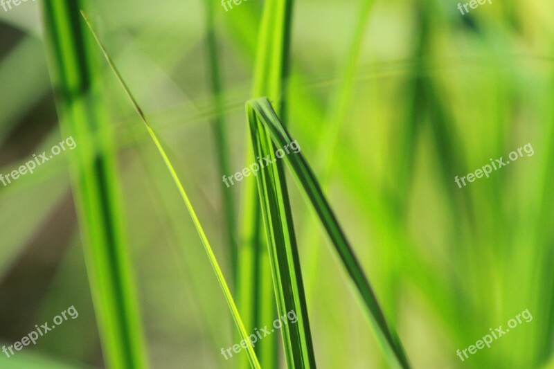 Grass Nature Summer Greens Plant