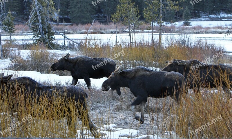 Bull Moose Wildlife Nature Animals Walking