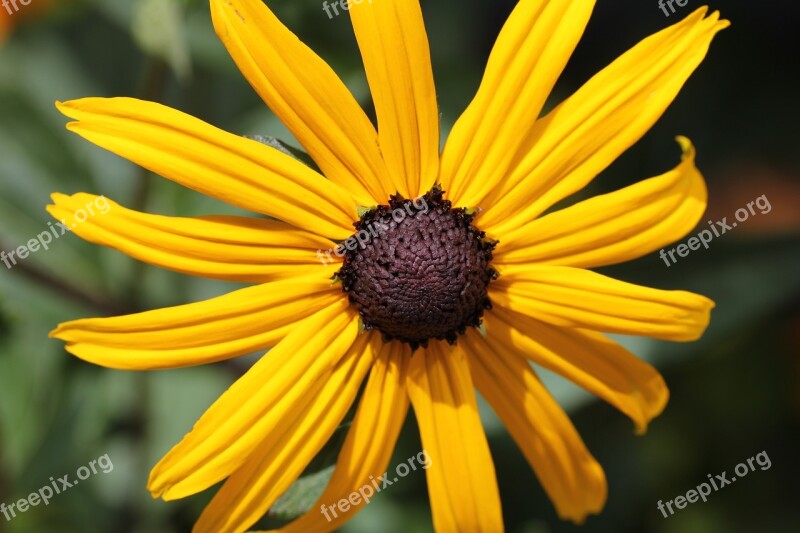 Rudbeckia Coneflower Flower Yellow Orange