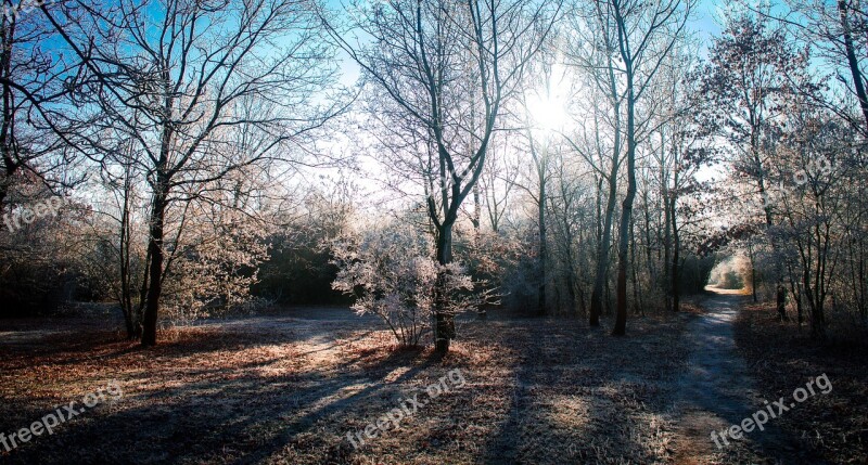 Winter Tree Nature Forest Outdoor