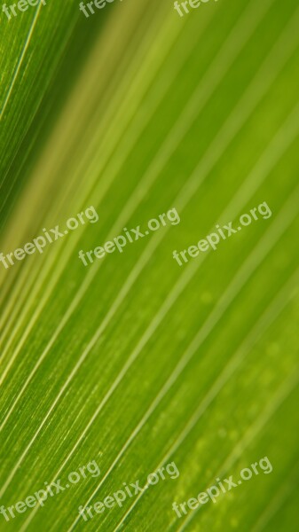 Nature Corn Leaves Corn Plants Green Corn