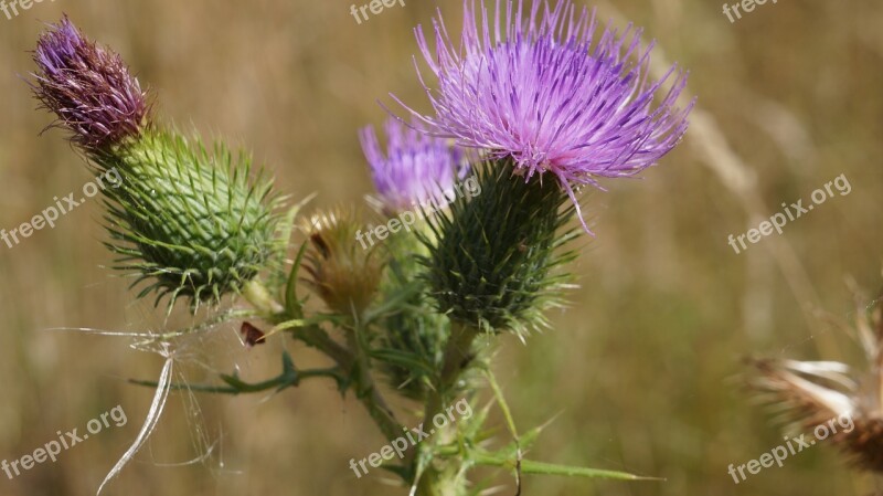 Thistle Nature Plant Prickly Flower