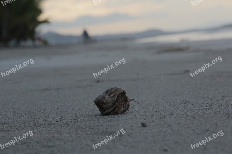 Cancer Hermit Crab Sea Beach Ocean