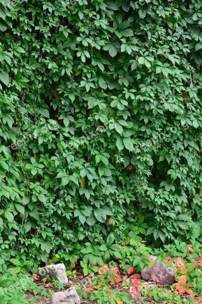 Ivy Ivy Wall Green Wall Plant