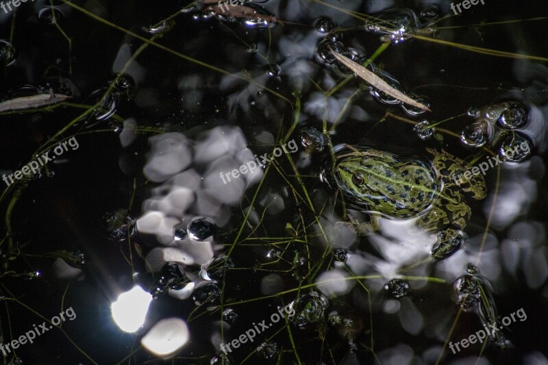 Frog Water Mirroring Light Leaves