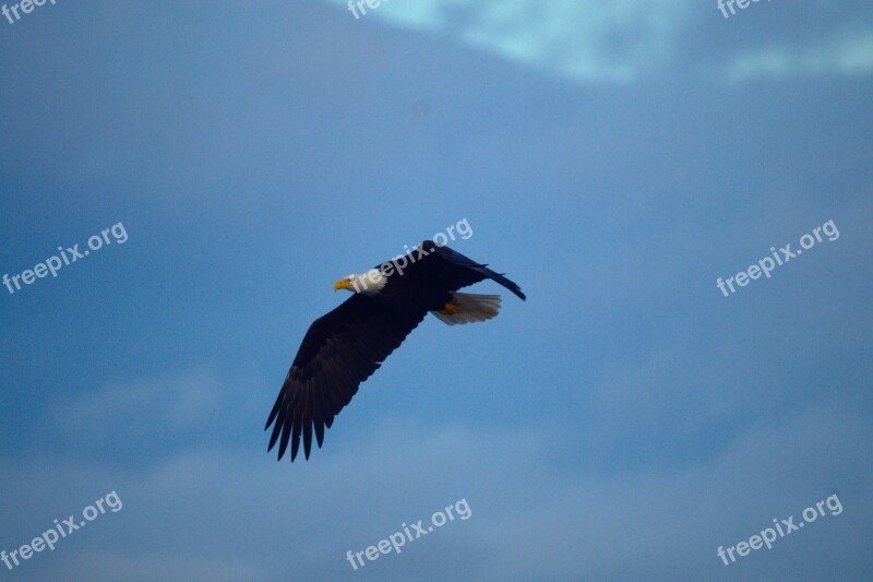 Eagle Bird Predator Free Photos