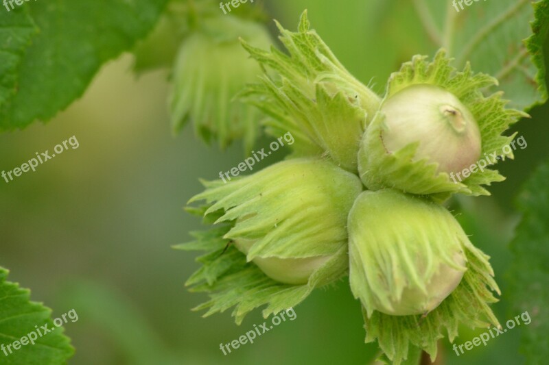 Bush Tree Hazelnut Nature Plant