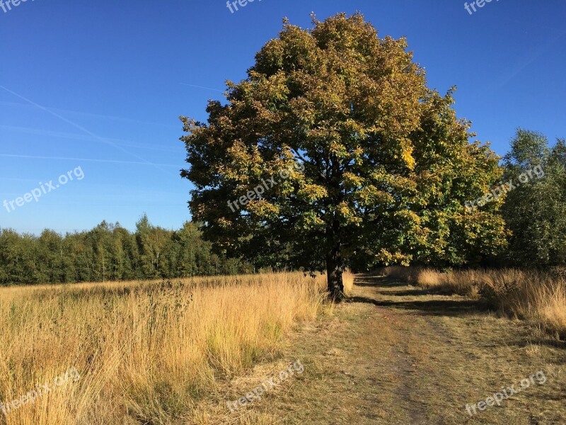 Sky Blue Tree Path Lande