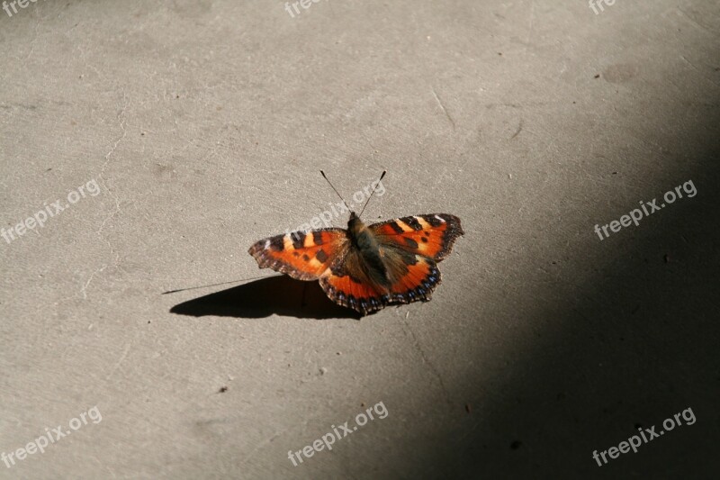 Butterfly Peacock Insect Animal Peacock Butterfly