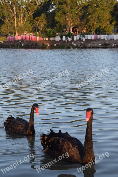 Black Swan Lake Queensland Water Wild