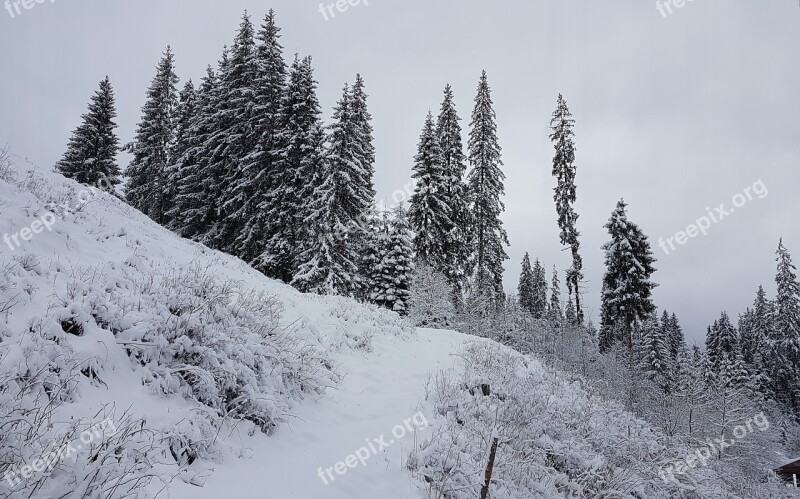 Winter Story Snow Fir Trees Beauty