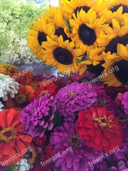 Flowers Sunflowers Zinnias Farmers Market Growers