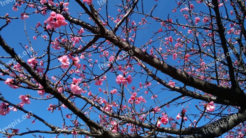 Cherry Flower Button Sakura Spring