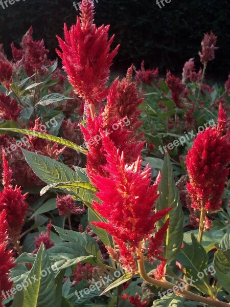 Flower Crest Chicken Red Flowers Flowers Red Bush