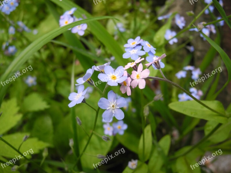 Flower Forget-me-not Summer Tenderness Blue