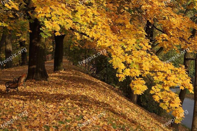 Autumn Autumn Gold Foliage Gold Yellow Leaves