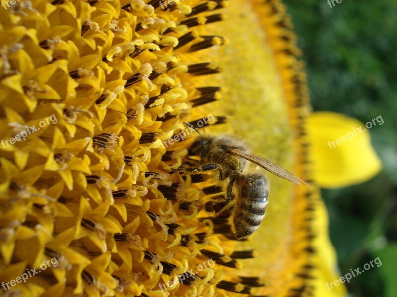 Bee Nature Flower Sun Flower Honey