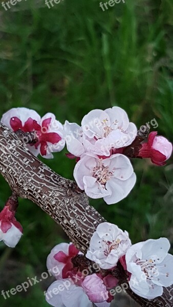 Spring Flowers Apricot-tree Rosa Pink Flower