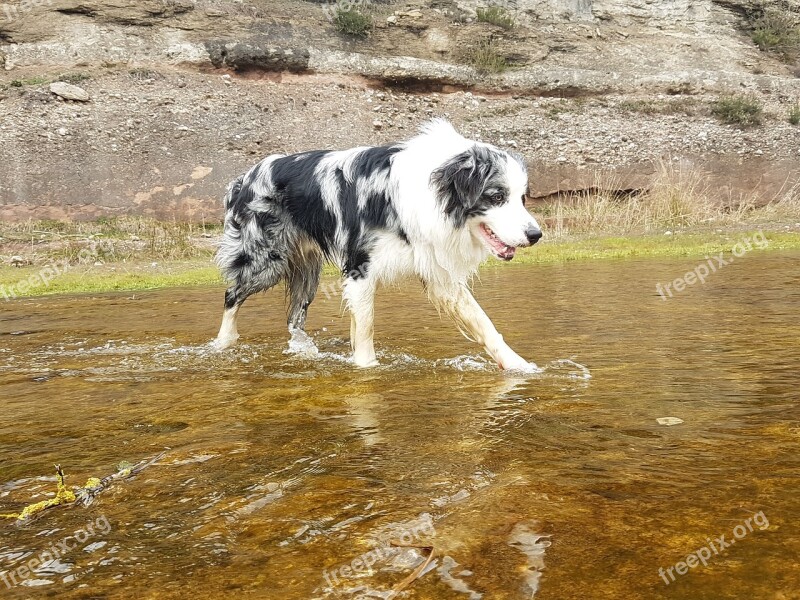 Border Collie Dog Pet Animal Animal Nature