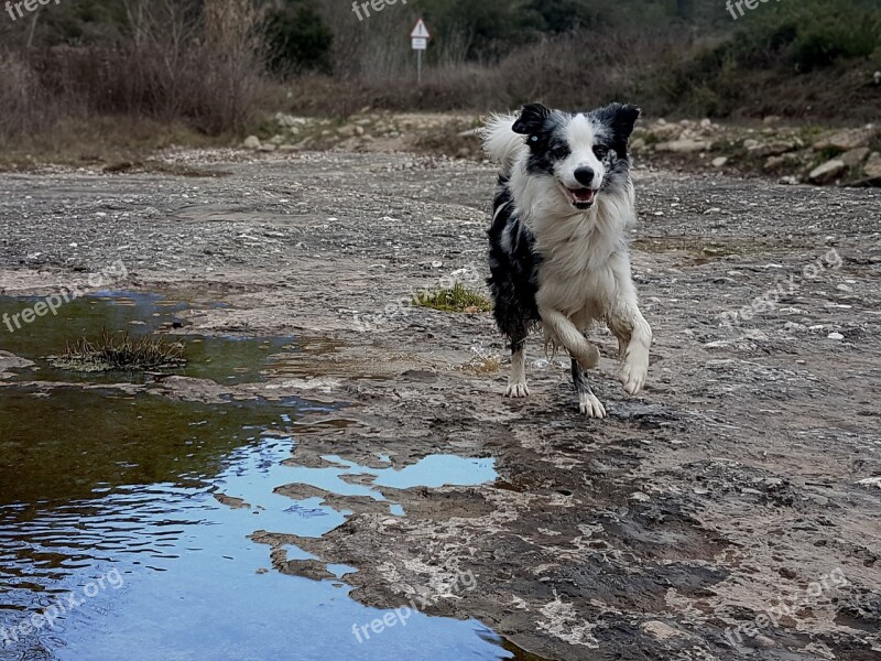 Border Collie Dog Pet Animal Animal Nature