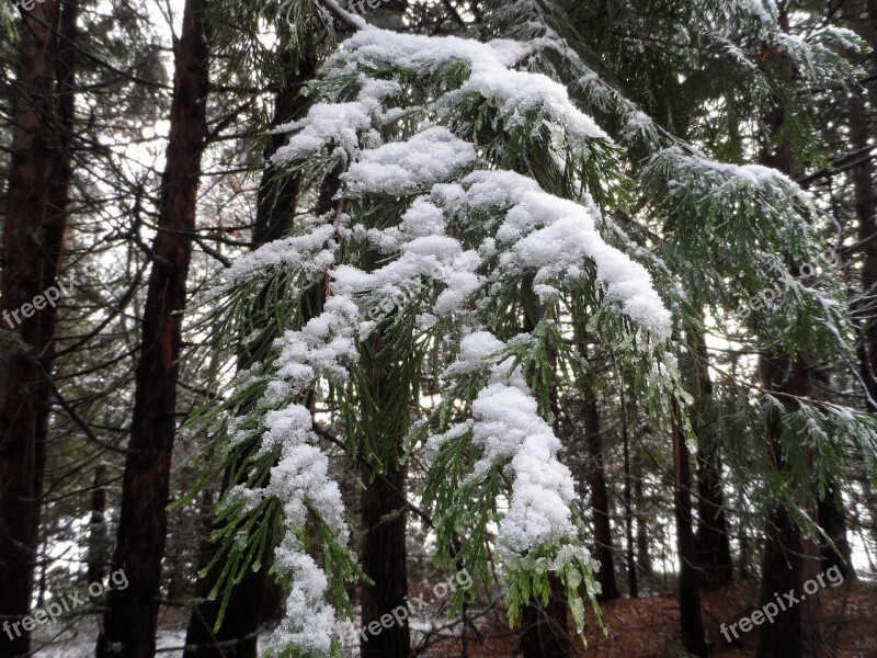 Pine Trees Snow Pine Winter Tree