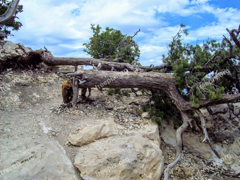 Journey Grand Canyon Summer Colorado Tree